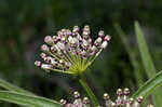 Longleaf milkweed